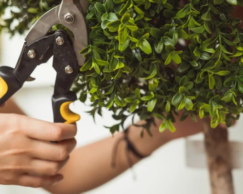 hands-are-cut-bush-with-clippers-2025-02-12-15-33-02-utc (1)