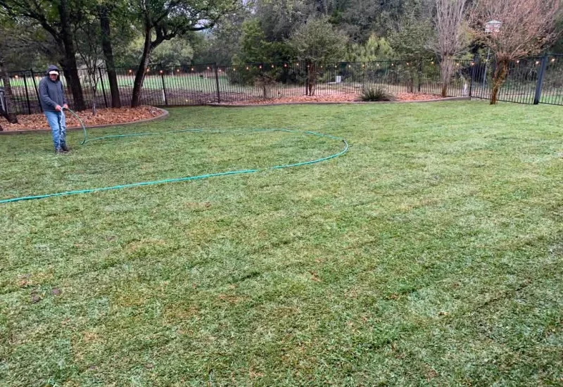 Sod Installation (12)
