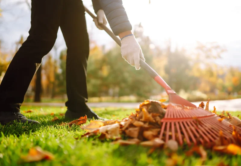raking-fall-leaves-on-lawn-in-autumn-2026-03-23-23-02-12-utc (1)